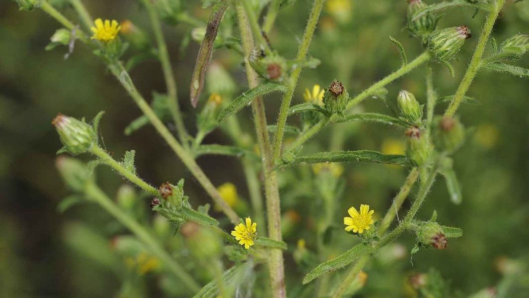 I rostliny cestují po celém světě. Nové invazní druhy našli v Podyjí